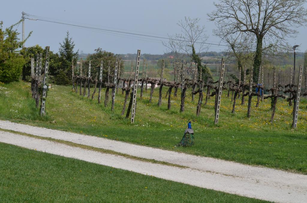 Agriturismo Dondino Cavriana Exteriör bild